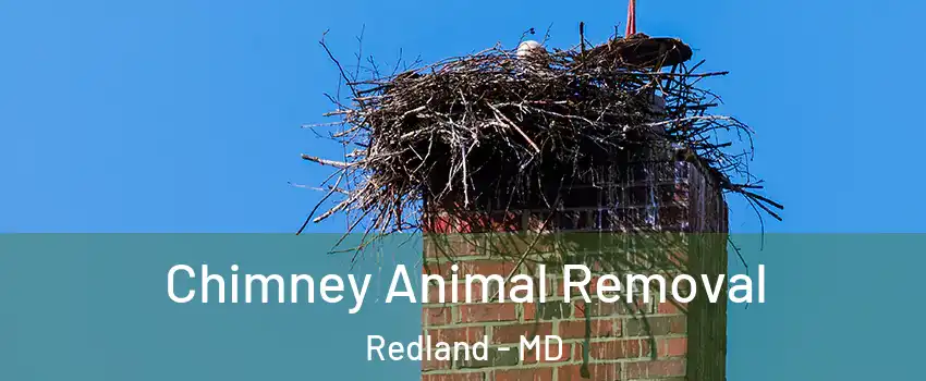 Chimney Animal Removal Redland - MD